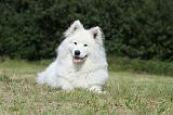 SAMOYEDE 052